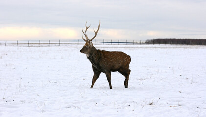 Deer, stag walking in deep snow field. Natural wildlife scenery with wild mammal with copy space. Animals in winter.