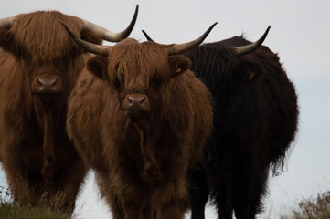 Highland Cattle close up shots.