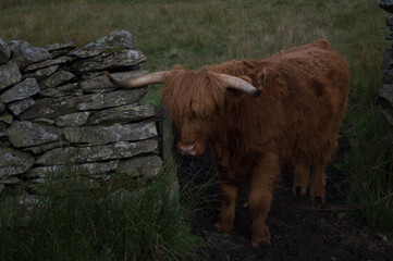 Highland Cattle close up shots.