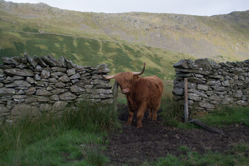 A highland cow scratches against an old stone wall.