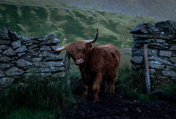 A highland cow scratches against an old stone wall.