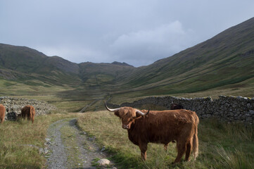 Highland Cattle overlooking a view of the Lake District.