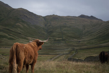 Highland Cattle overlooking a view of the Lake District.