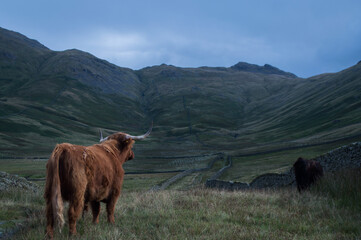 Highland Cattle overlooking a view of the Lake District.