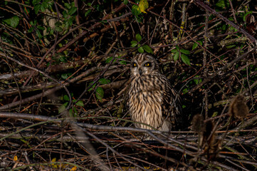Short eared owl, asio flammeus, roost in winter trees, Waltham Abbey, Essex, UK