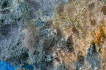 macro photo of mold fungus on the surface of a bread