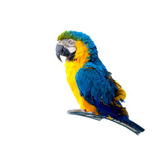 Macaw parrot isolated on white background. Portrait colorful blue and yellow Ara parrot on cage.