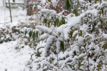 Snow-covered leaves of an ornamental garden in winter
