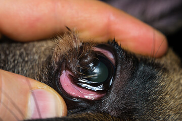 close-up photo of a french bulldog eye with corneal dermoid