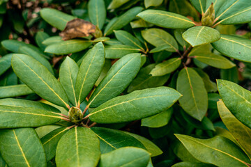 Green exotic tropical leaves evergreen bush verdant bush as summer floral botanical natural pattern background texture wallpaper backdrop