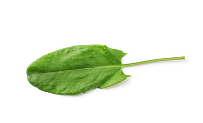 Fresh green single sorrel leaf isolated on white, above view