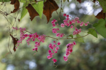Beautiful Mexican creeper flower in the garden.Antigonon leptopus, commonly known as coral vine,...