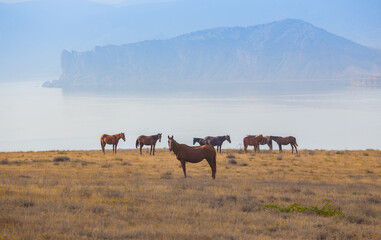 Fototapeta na wymiar horses grazes in a field near the seashore