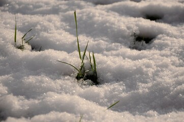 grass in snow