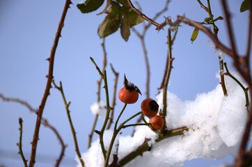 rose bush and red rose fruits in the snow on a background of blue sky on a sunny winter day