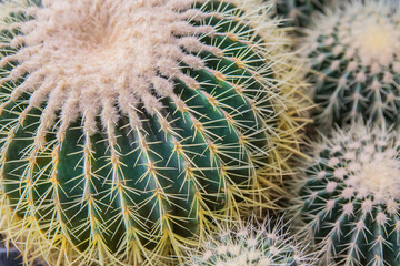 Globular Notocactus close-up