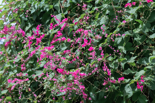 Beautiful Mexican creeper flower in the garden.Antigonon leptopus, commonly known as coral vine, Coralita or San Miguelito vine.