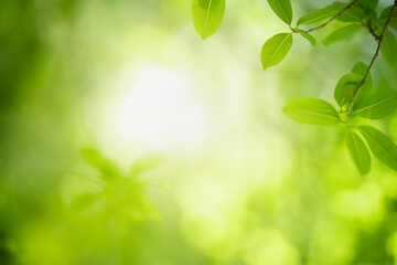 Fototapeta na wymiar Beautiful nature view green leaf on blurred greenery background under sunlight with bokeh and copy space using as background natural plants landscape, ecology wallpaper concept.
