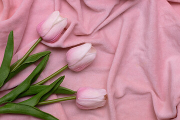 Obraz na płótnie Canvas Pink tulips on a pink velor fabric. Background for design with place for text. The photo