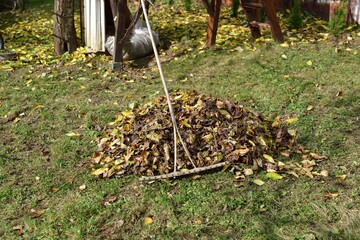 Fototapeta premium A stack of accumulated yellow fallen leaves and rakes