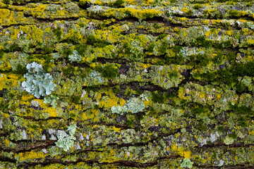 Moss on tree trunk, natural background.