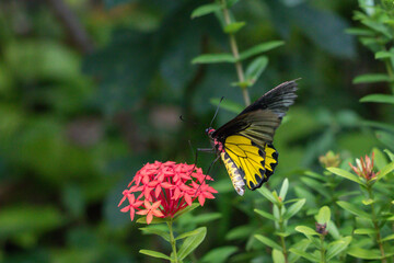 Troides aeacus butterfly and red flower in the garden. ( Troides rhadamantus or Golden birdwing )