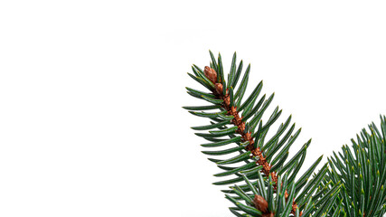 Christmas tree branches on a white background. High quality photo