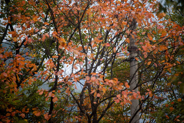 Street view local visitor and tourist Wudang shan Mountains.