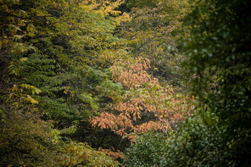 Street view local visitor and tourist Wudang shan Mountains.