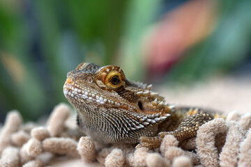 Close up of a forest dragon lizard