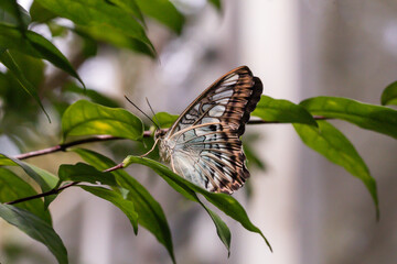 Naklejka na ściany i meble Close up butterfly in the garden.