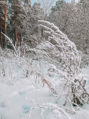 winter forest under the blue sky