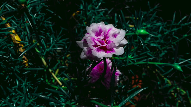 flower in the garden