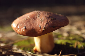 Fresh wild mushroom growing in forest, closeup view