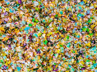 Colorful autumn Ginkgo Biloba leaves on the ground, natural background.