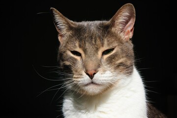 Portrait of a cute cat resting under the sun