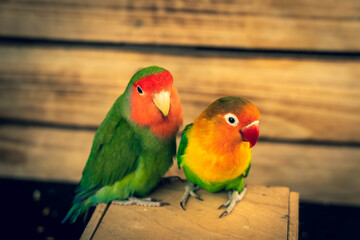 Couple of lovebird parrots on a wooden board and a background of boards.