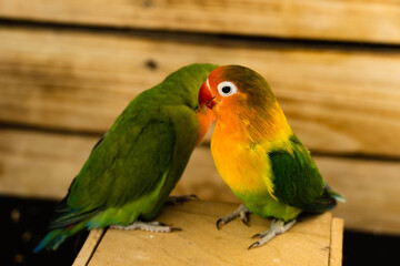 A pair of colorful lovebird parrots are sitting on a wooden stand and looking at each other.