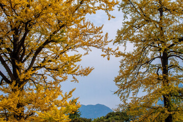 Street view local visitor and tourist Wudang shan Mountains.