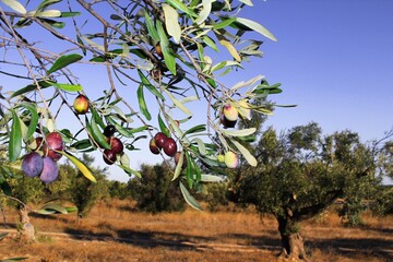 Olives on olive tree branch during autumn in the outskirts of Athens in Attica, Greece.