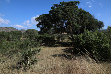 Krüger Park - Afrikanischer Busch - Matjulu River / Kruger Park - African bush - Matjulu River /