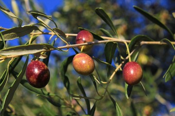 Olives on olive tree branch during autumn in the outskirts of Athens in Attica, Greece.