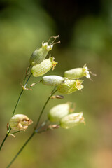 Oberna behen (Caryophyllaceae) 
