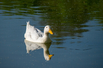 White pekin ducks swimming on a lake