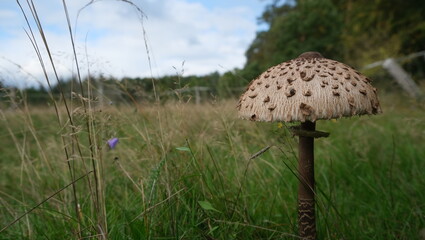 Brown mushroom on a green meadow with cloudy sky in background