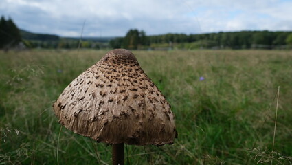Close-up of a brown mushroom on a green meadow