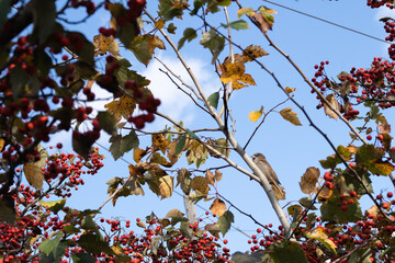 Little Bird in a Berry Tree
