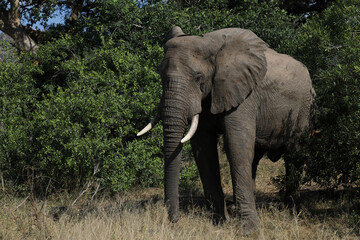 Afrikanischer Elefant / African elephant / Loxodonta africana