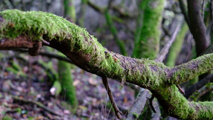 Close-up of branches covered in moss in a forest