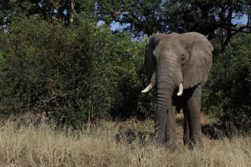 Obraz premium Afrikanischer Elefant / African elephant / Loxodonta africana